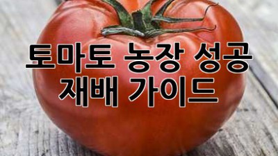토마토 농장 성공 재배 가이드